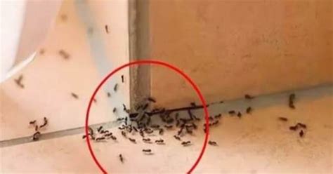 财位柜子高度 家裡出現大量螞蟻